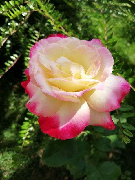  - Double Delight
