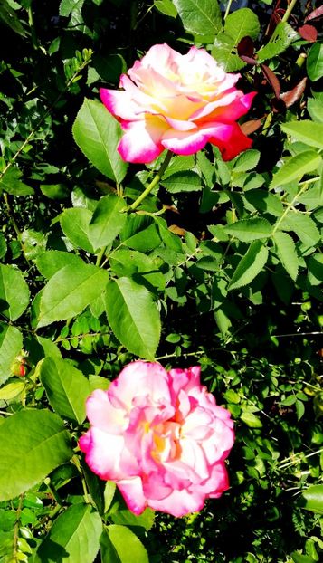  - Double Delight