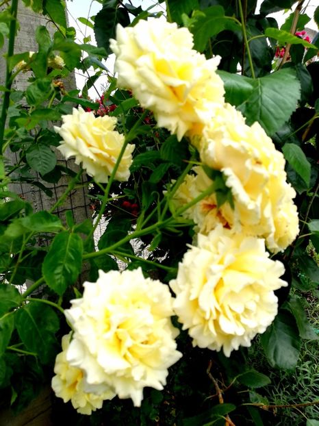  - Cyrano de Bergerac