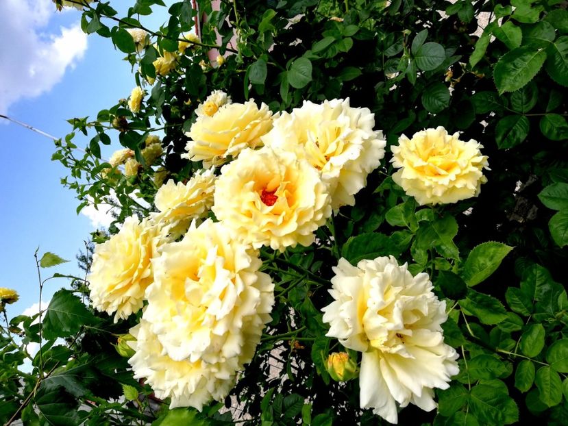  - Cyrano de Bergerac