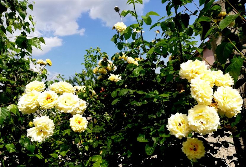  - Cyrano de Bergerac