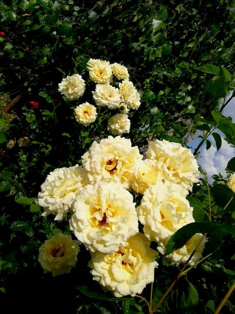  - Cyrano de Bergerac