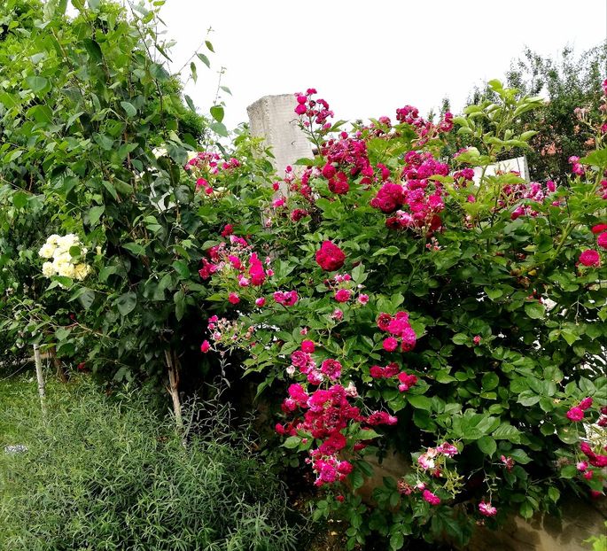  - Blue Magenta
