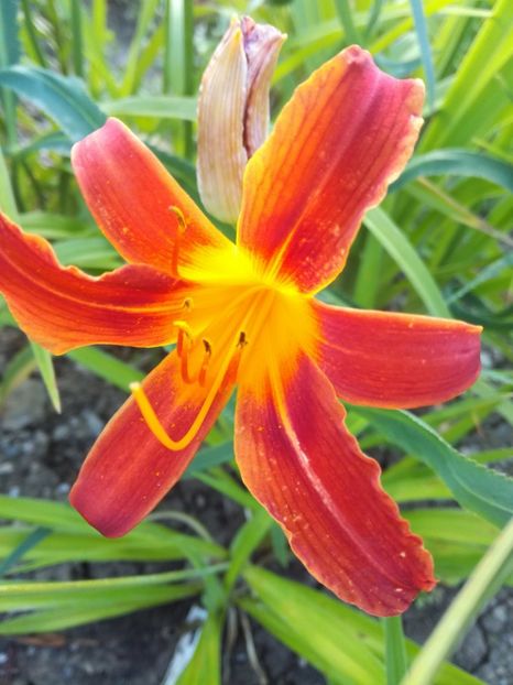 Autumn Red - Hemerocallis 2020