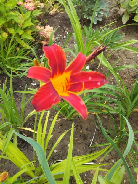 Autumn Red - Hemerocallis 2020