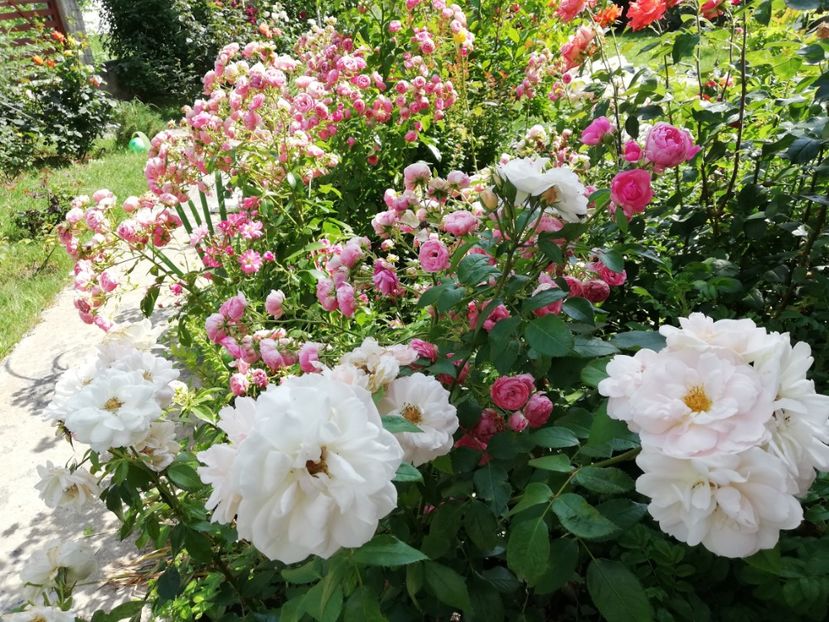  - Uetersener klosterrose- urcator