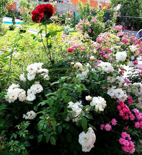  - Uetersener klosterrose- urcator