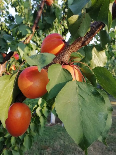 2019 - 18.06 - gradina 2019