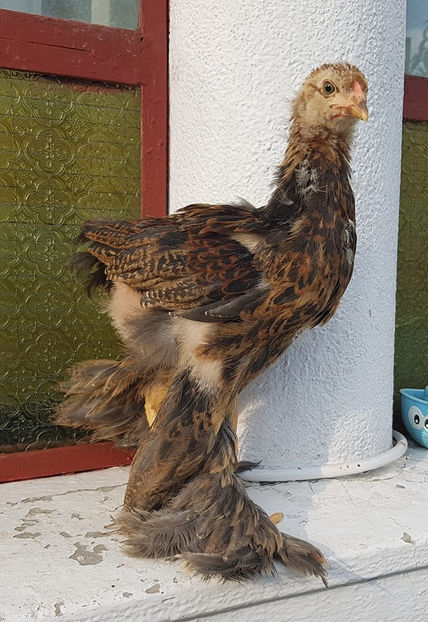  - a__Pui si tineret brahma 2019