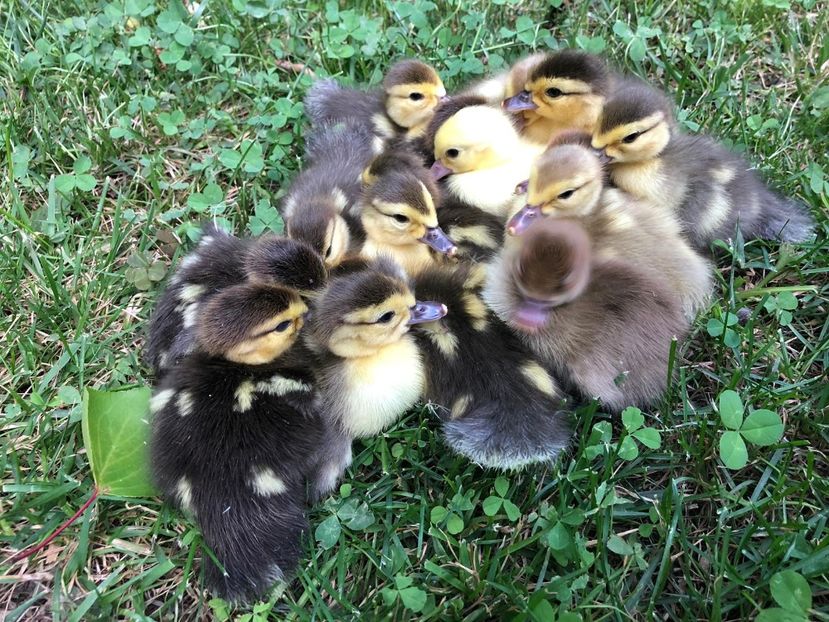 Bis - Bomboane asortate 2019