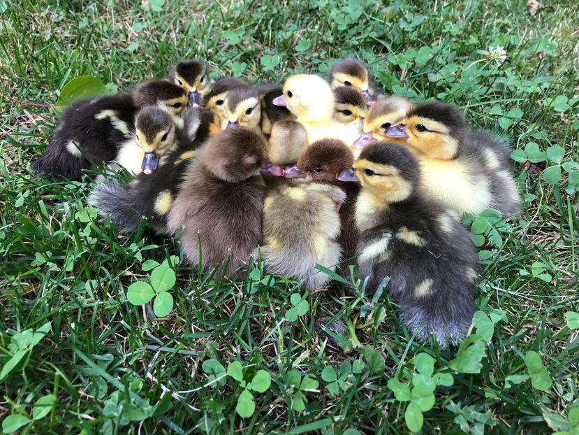 Bis - Bomboane asortate 2019