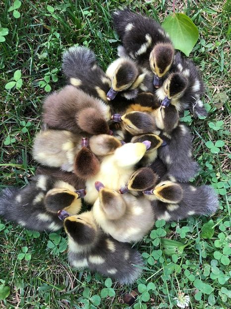 Bis - Bomboane asortate 2019