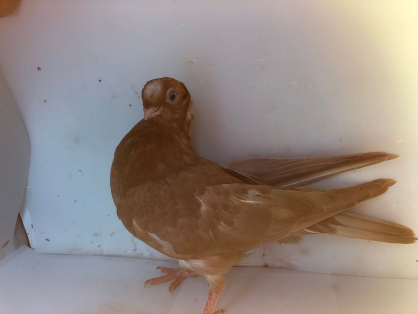 6921  femelă  2019_2 - pui 2019 BM