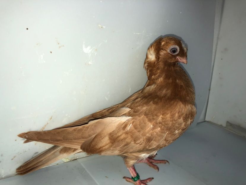 6921  femelă  2019_3 - pui 2019 BM