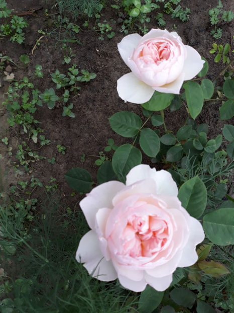  - GENTLE HERMIONE David Austin 3