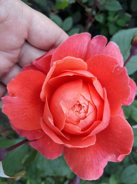  - SUMMER SONG David Austin 3
