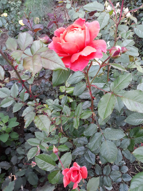  - SUMMER SONG David Austin 3