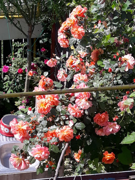  - WESTERLAND urcator