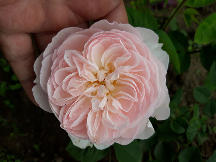  - GENTLE HERMIONE David Austin 3