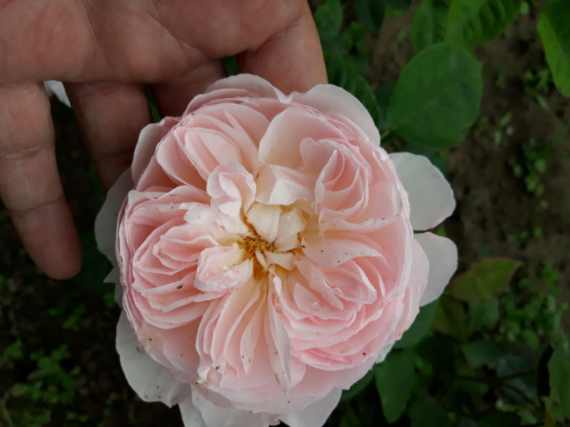  - GENTLE HERMIONE David Austin 3