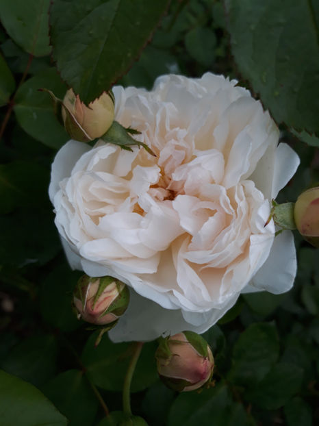  - GLAMIS CASTLE David Austin 3