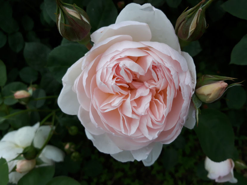  - GENTLE HERMIONE David Austin 3