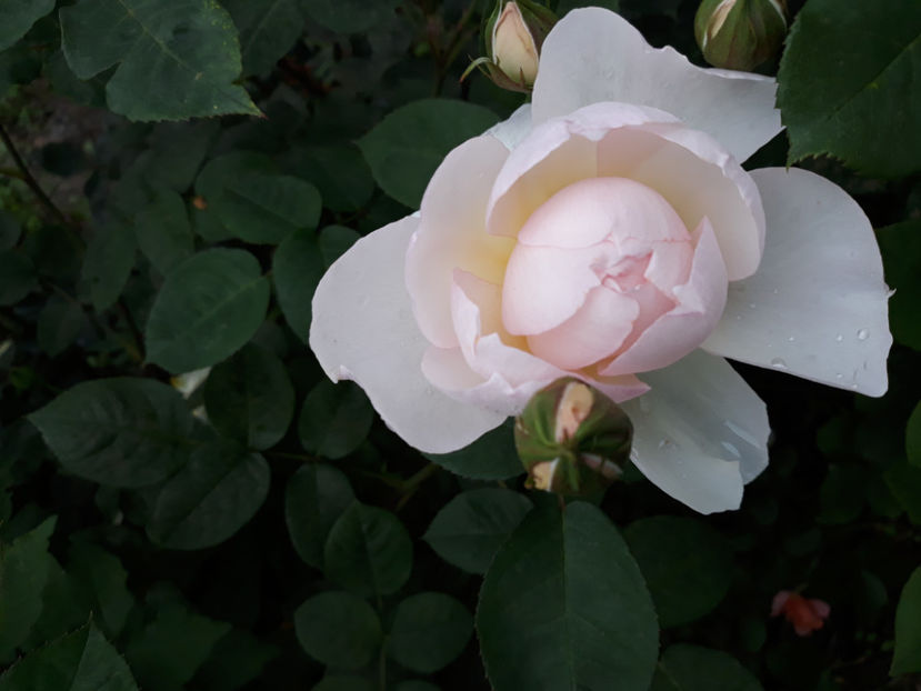  - GENTLE HERMIONE David Austin 3