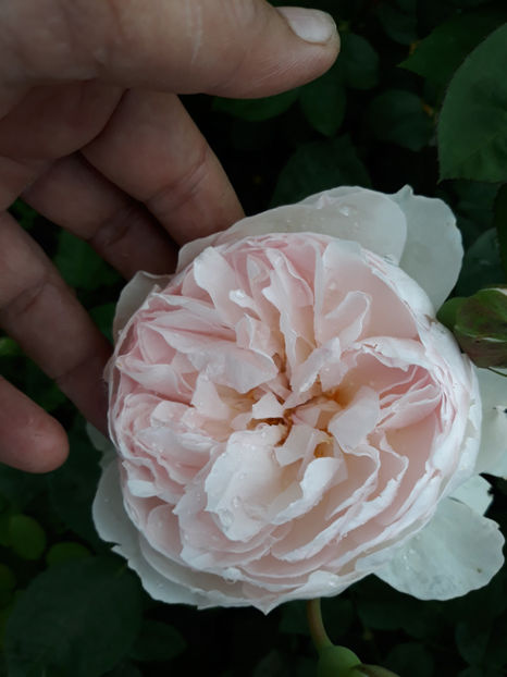  - GENTLE HERMIONE David Austin 3