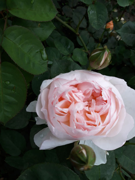  - GENTLE HERMIONE David Austin 3