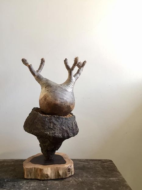 Pachypodium rosulatum var. gracilis - Vase - aranjamente - accesorii