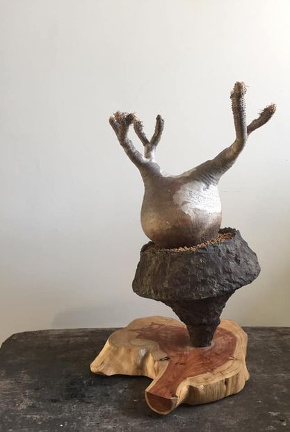 Pachypodium rosulatum var. gracilis - Vase - aranjamente - accesorii