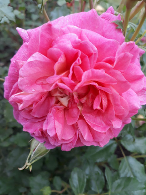  - CHRISTOPHER MARLOWE David Austin 3