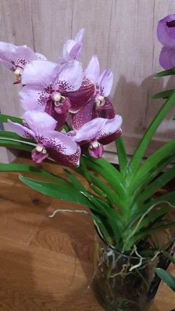  - vanda