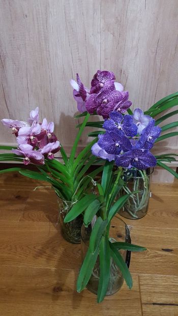  - vanda