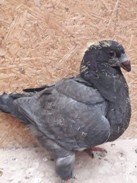 Agh - Tineret AGH 2019