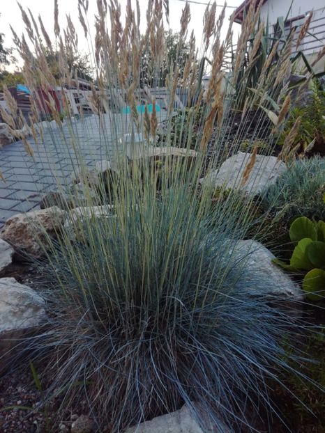 Festuca glauca - Iarba decorativa