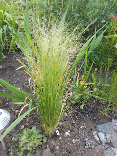 Stipa tenuissima pony tail - Iarba decorativa