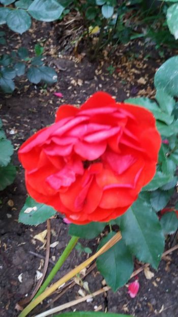 Dimov mini nr 37 - Gradina 2019