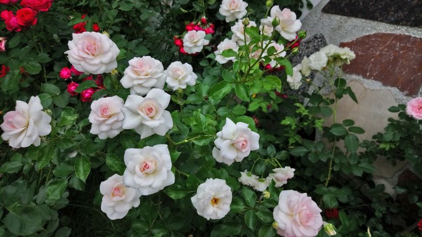  - Bremer Stadtmusikanten