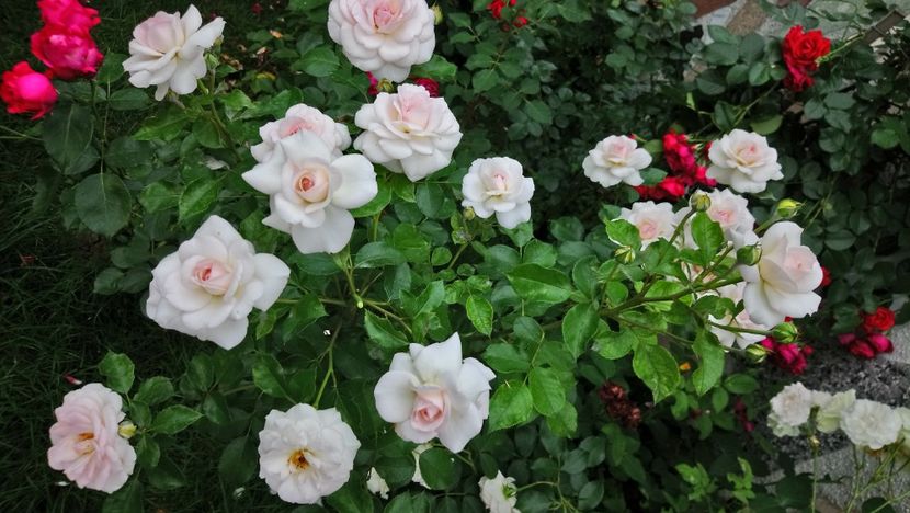  - Bremer Stadtmusikanten