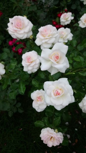  - Bremer Stadtmusikanten