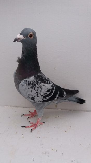 M 2020 vandut 800buc - De! voiajori vanduti