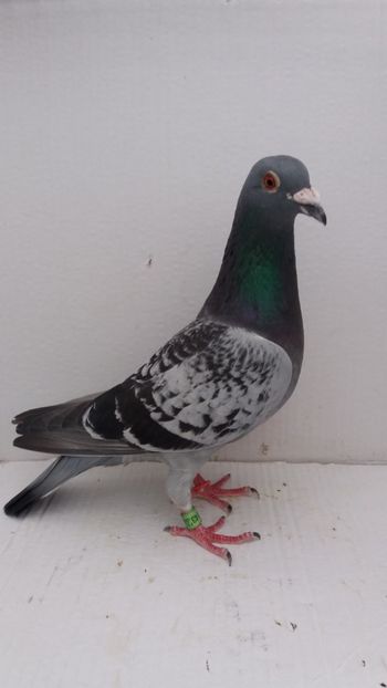 M 2018 vandut - De! voiajori vanduti