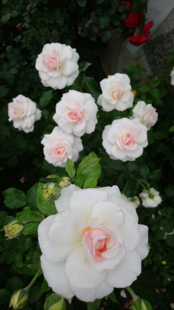  - Bremer Stadtmusikanten