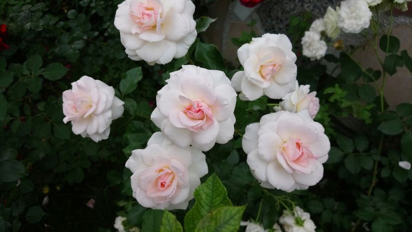  - Bremer Stadtmusikanten