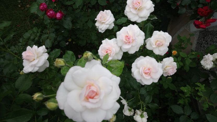  - Bremer Stadtmusikanten