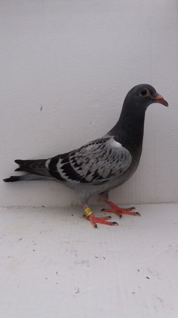 vandut - De vanzare voiajori pui 2019