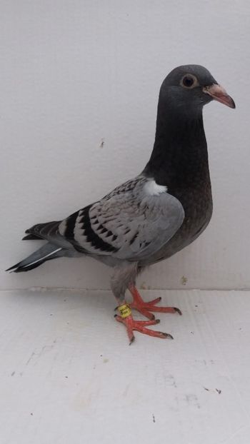 vandut - De vanzare voiajori pui 2019