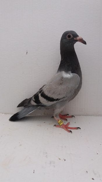 vandut - De vanzare voiajori pui 2019