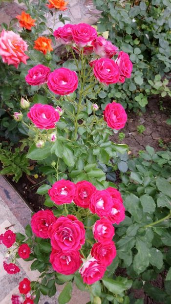  - Koblenzerin Rose